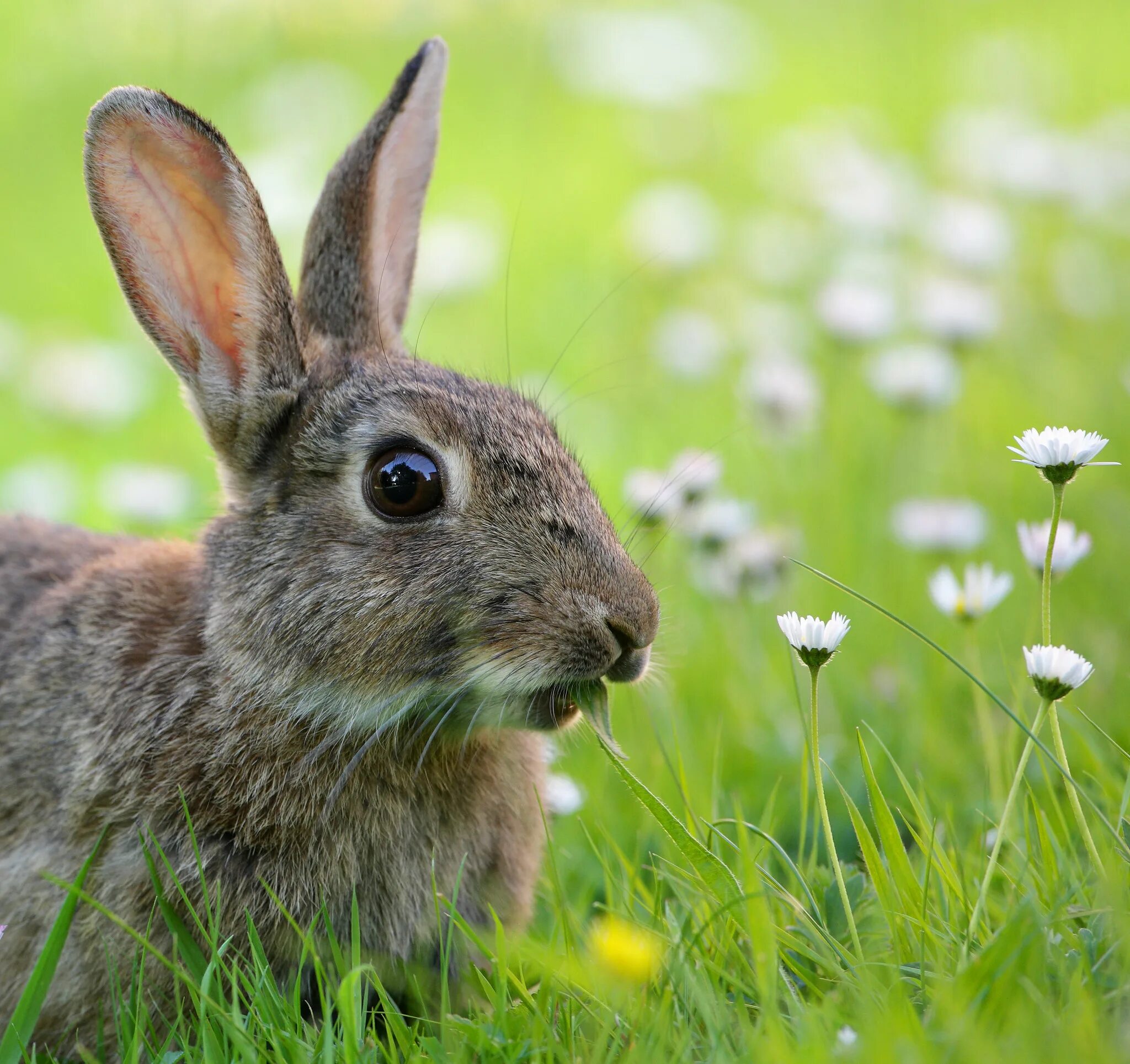 У зайца русака глаза. Заяц Русак морда. Заяц Русак голова. Кролики в природе.