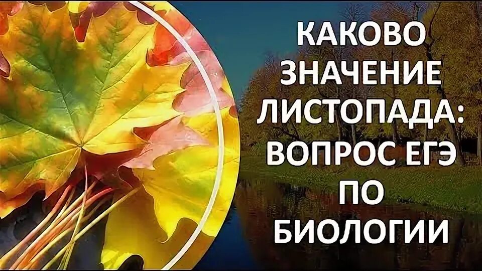 Каково значение листопада 6. Листопад егэ биология. листопад (биология). значение листопада егэ. каково значение листопада биология 6 класс.