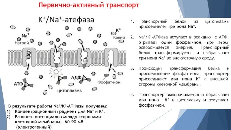 Первично активный транспорт биохимия. Первично и вторично активный транспорт схема. Первичный активный и вторичный активный транспорт белков. Первичный и вторичный активный транспорт физиология.