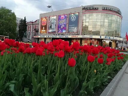 Цвету воронеж