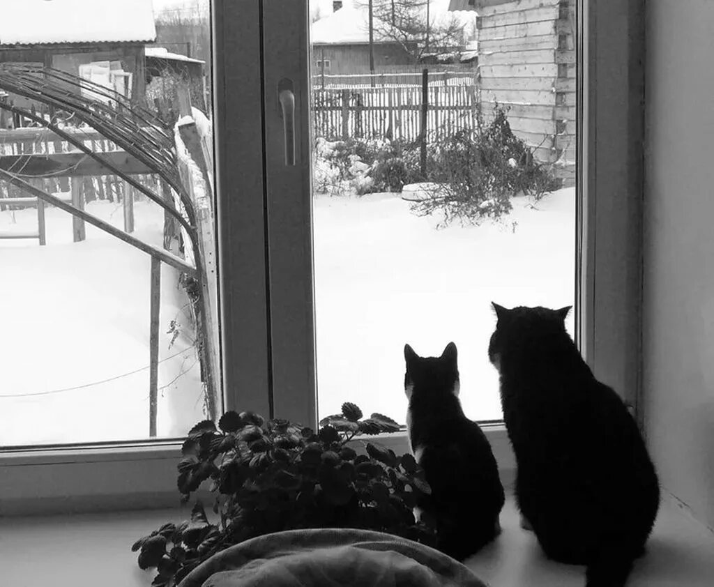Кот на окне. Котик у окна. Коты в окне. Кошка на подоконнике. Кошка окно москва