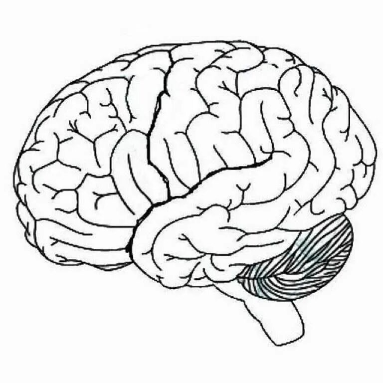 Мозг без полушарий. Мозг раскраска. Мозг черно белый. Контур головного мозга. Мозг контур.
