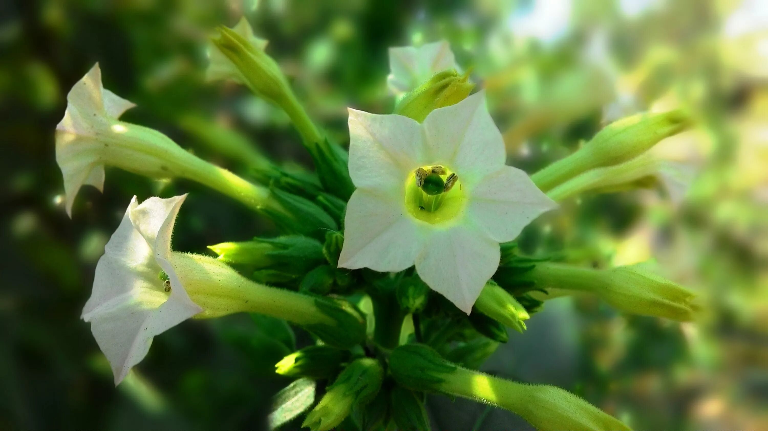 Табак курительный Пасленовые. Растения Nicotiana. Nicotiana langsdorffii. Душистый табак Пасленовые.