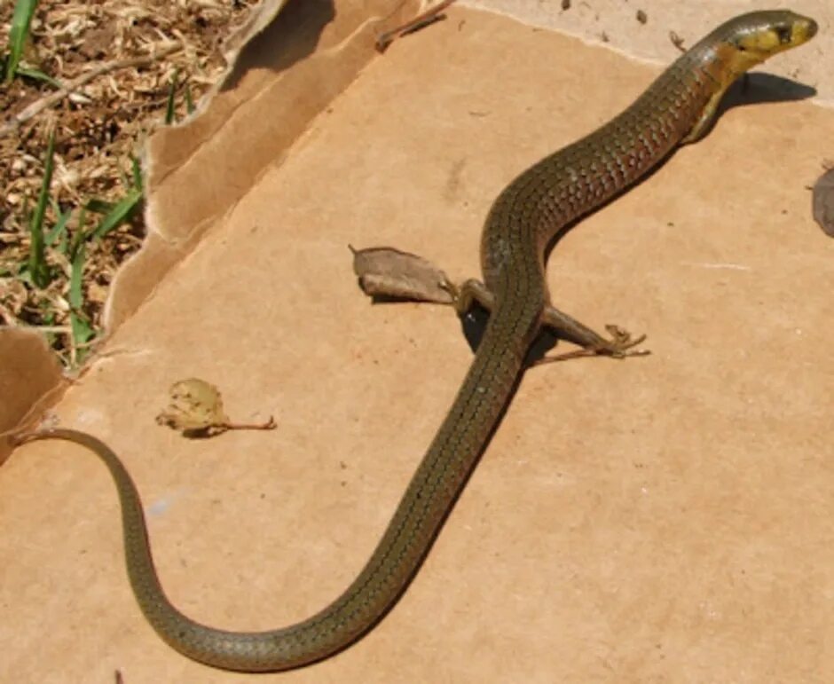 File:Yellow-bellied three-toed skink.jpg - Wikipedia