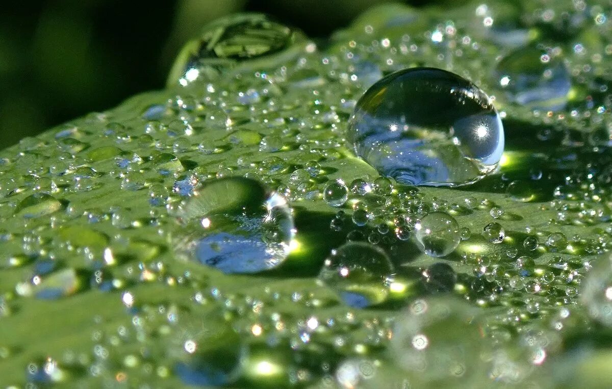 Красивая капля воды. Капли. Капли воды. Красивые капельки воды.