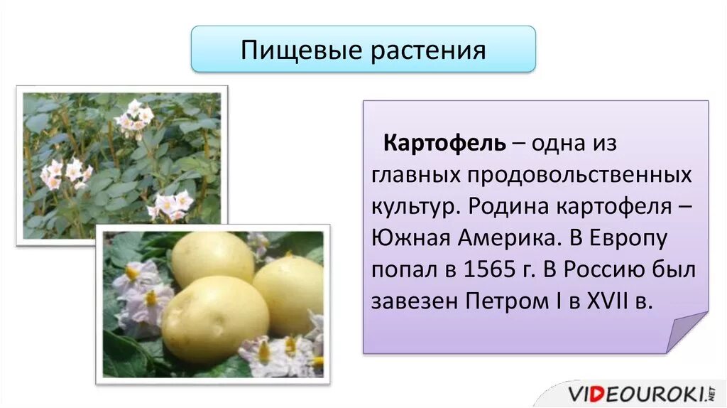 Семейство Пасленовые картофель. Картофель Родина растения. Картофель культурное растение. Картофель семейство Пасленовые презентация. Пасленовые технические культуры