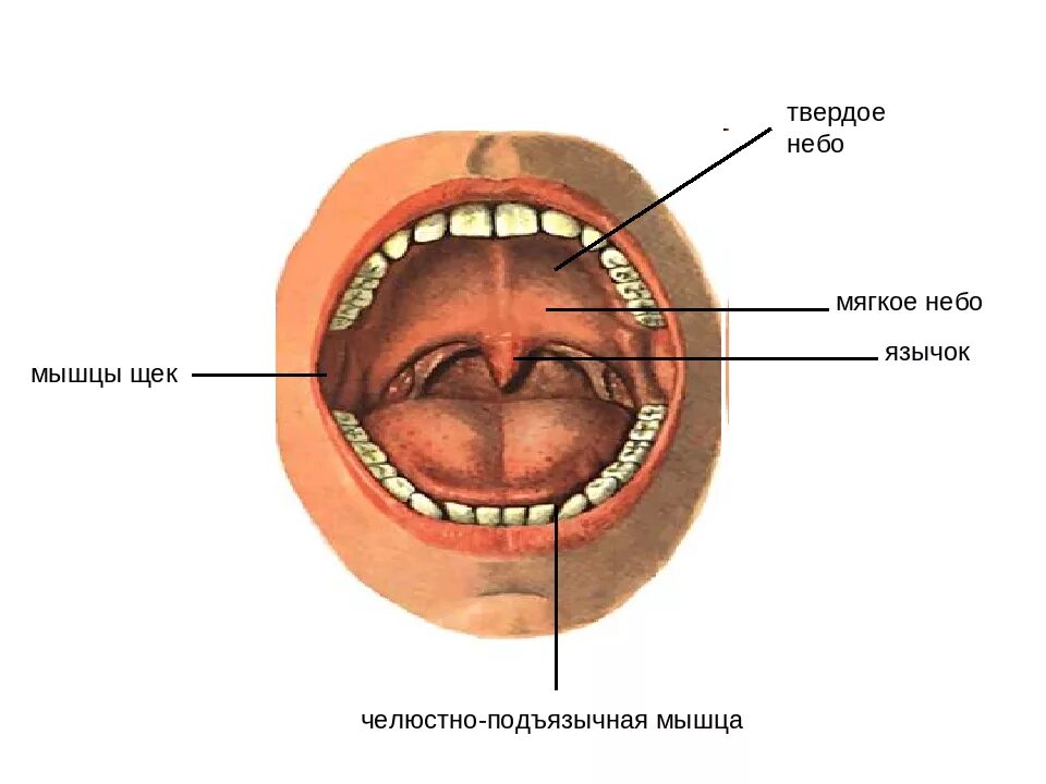 Твердое небо полости рта. Твердое небо и мягкое небо.
