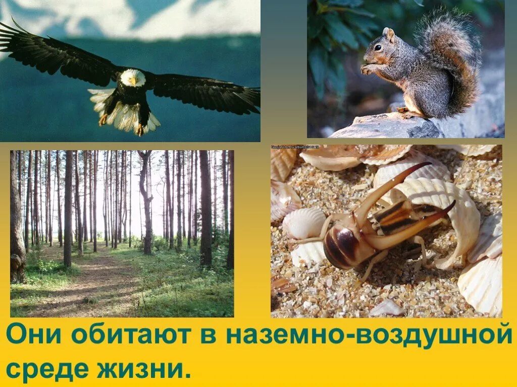 Жаба наземно воздушная. Наземно-воздушная среда обитания лягушки. Жаба наземно воздушная. Приспособление лягушки. Жаба наземно воздушная.