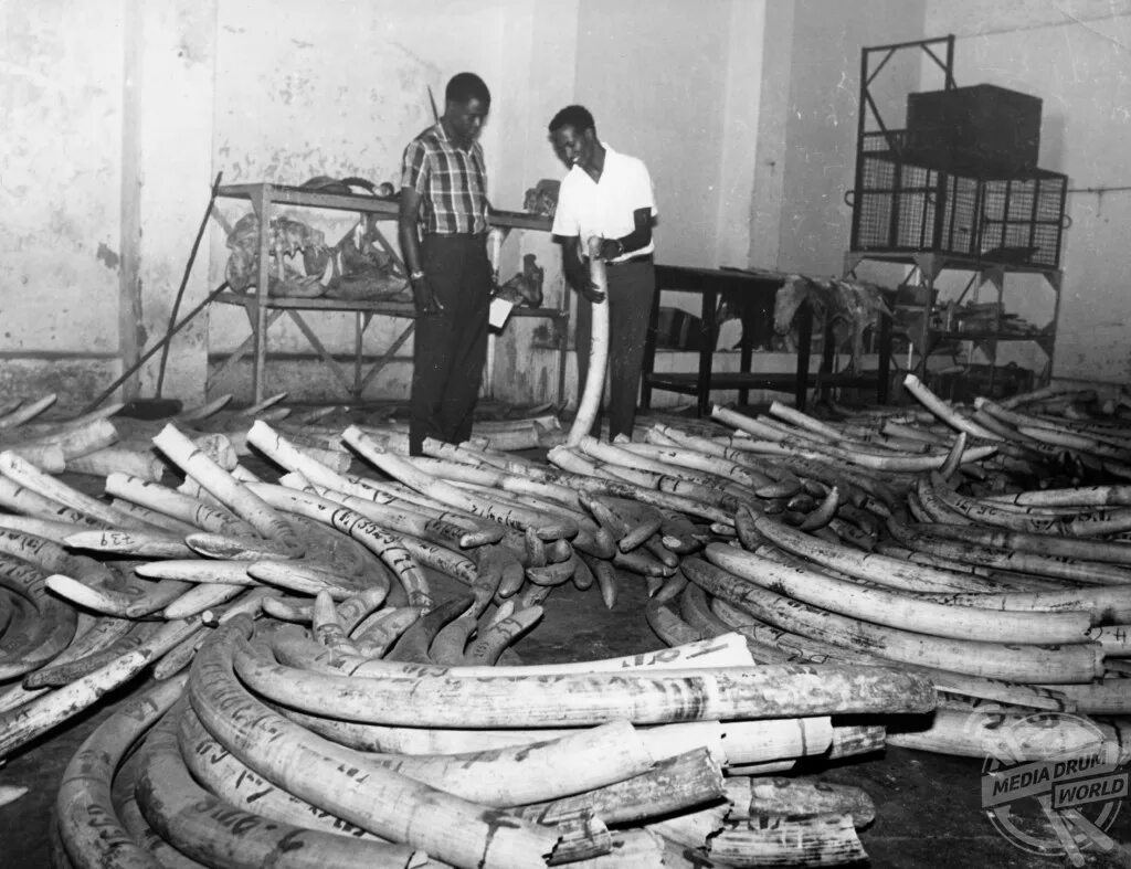 Невероятное количество. Браконьерство слоновой кости. Склады бивней в 19 веке фото.
