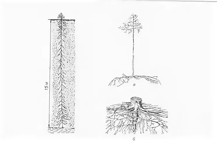 Какие корни у сосны. Корневая система сосны обыкновенной. Сосны корневая система сосны. Корневая система березы повислой. Береза повислая корневая система.