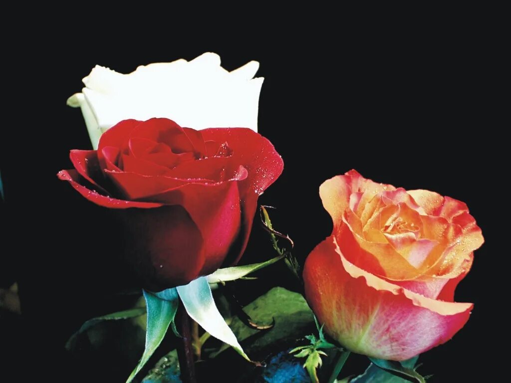 Розы 3 цветка. Три розы. Розы разного цвета. Три розы разных цветов. 3 Розы фото.