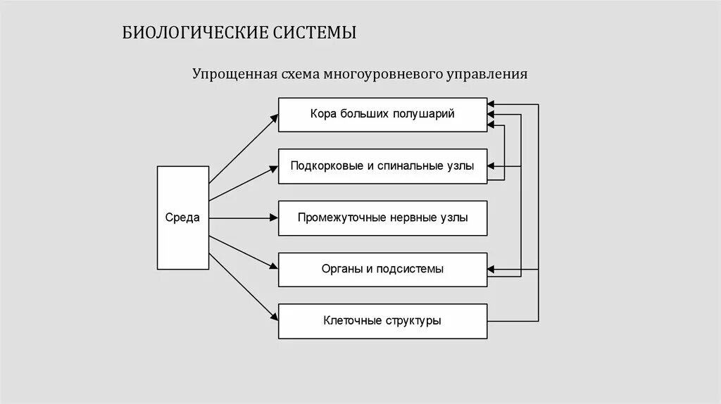 Перечислить биологические системы. Схема управления в биологической системе. Принципы организации биологических систем. Принципы организации биосистем. Характеристики биологических систем.