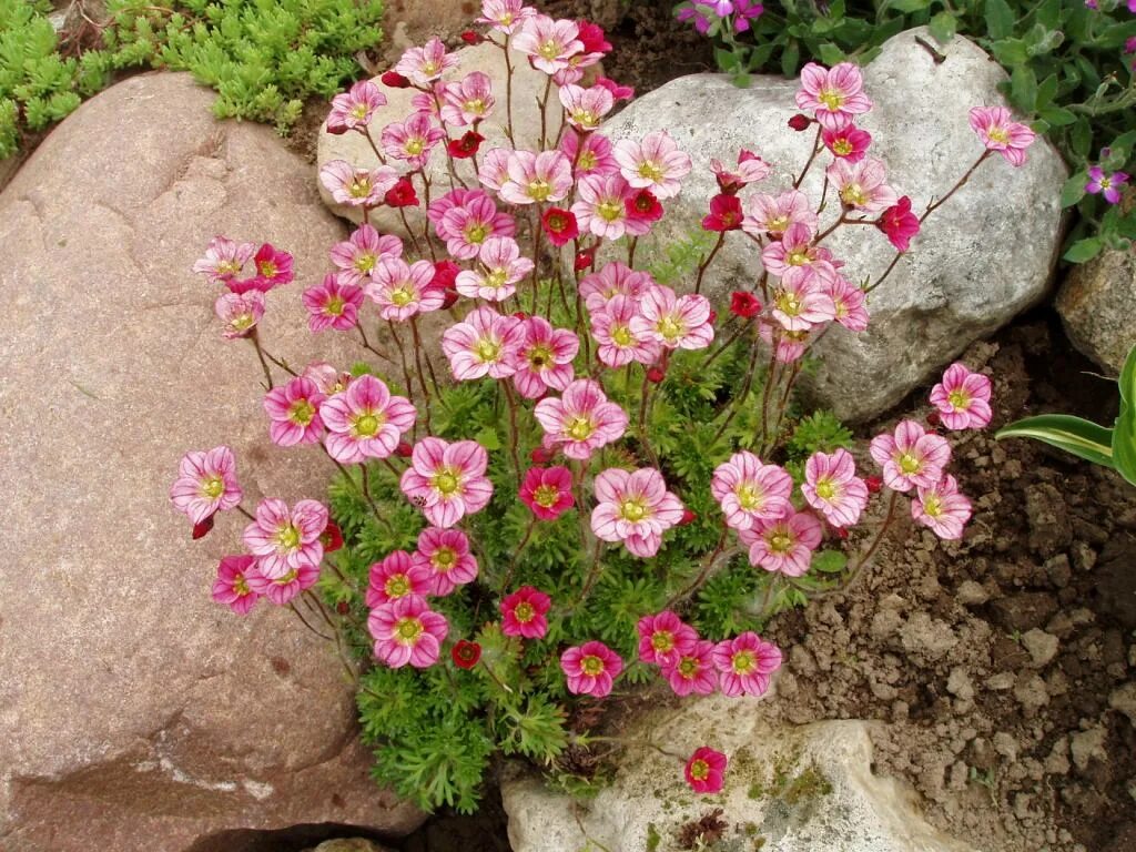 Камнеломка цветок садовый описание. Камнеломка саксифрага. Камнеломка Арендса. Камнеломка Арендса розовая. Камнеломка Арендса Триумф.