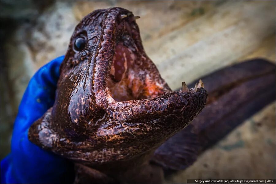 Домовой в рялтной жизни. Тварь поймана. Невероятно мерзкую тварь поймал рыбак. Тварь поймана. Тварь поймана.