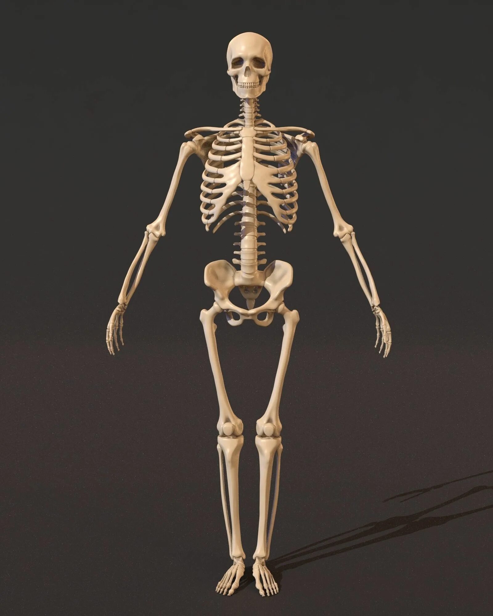 Скелет человека. Мужской скелет человека. Женский скелет. Женский и мужской скелет.