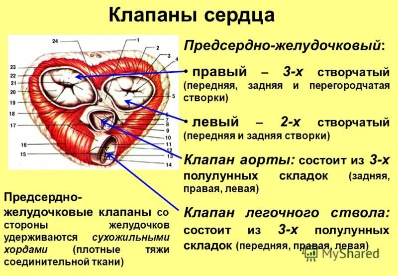 Полулунный клапан строение. Клапанный аппарат сердца животных. Клапаны сердца животных. Структуры клапанного аппарата. Строение сердца двухстворчатый клапан.