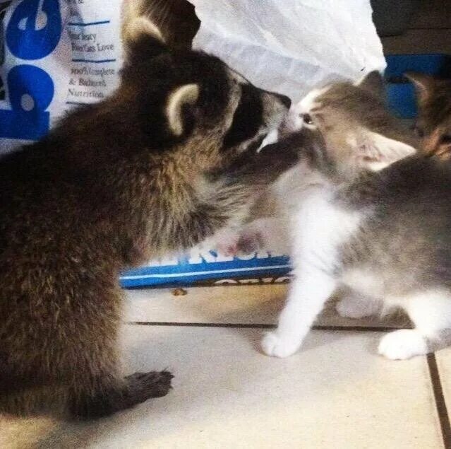 Raccoon unphased by cat smack Наглый енот - YouTube