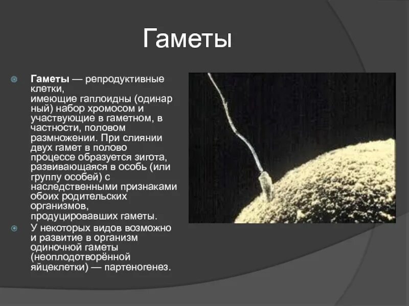 Гамета образуется в процессе. Гаметы это. гамета определение. гаметы это кратко. гамета это в биологии.