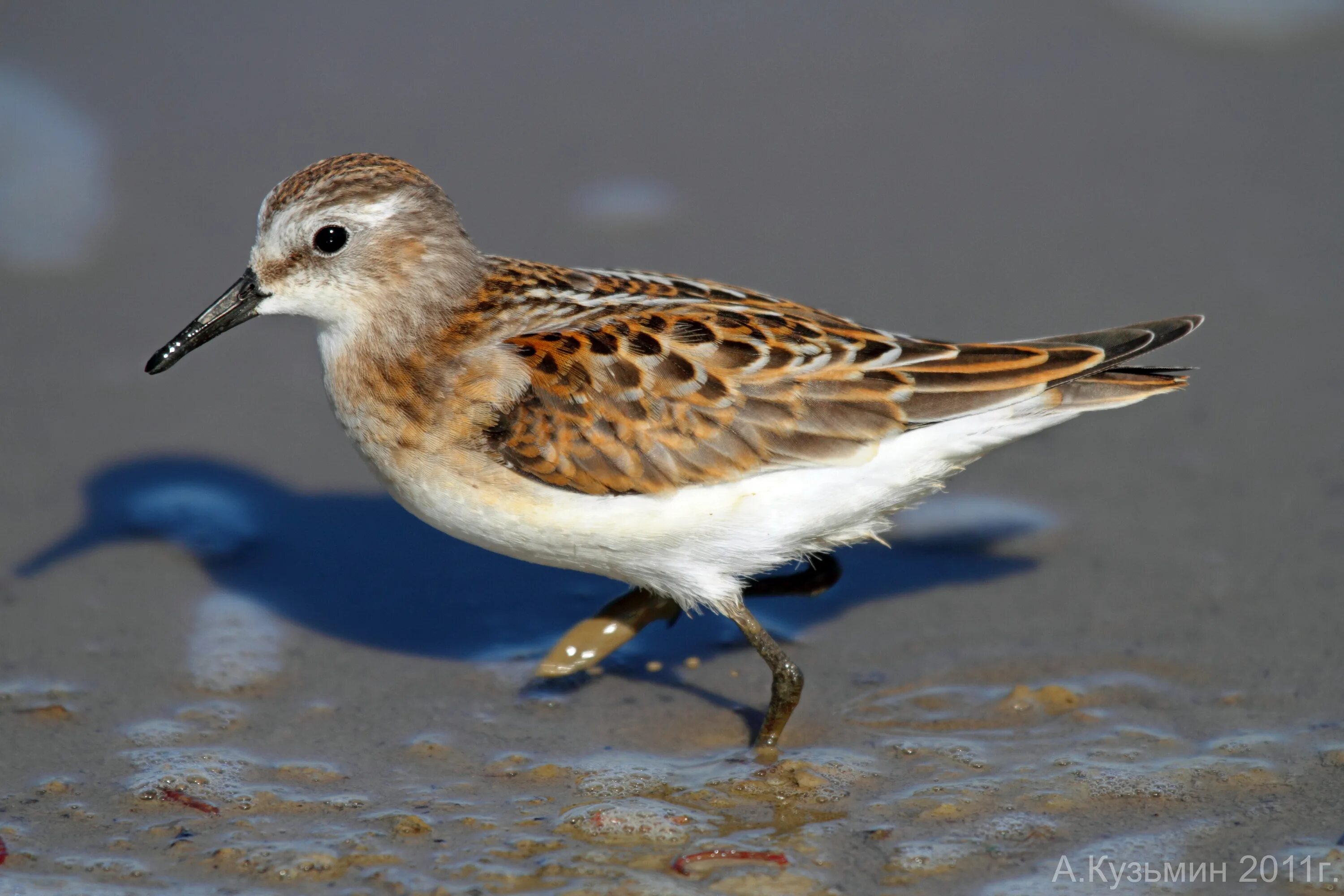 Кулик теркуша. Кулик-воробей - calidris minuta. Кулик-воробей - calidris minuta. Северные кулики. Кулик лопатень.