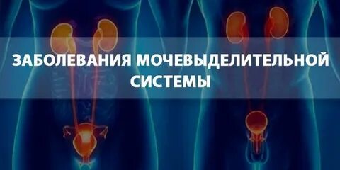 Профилактика мочеполовой системы