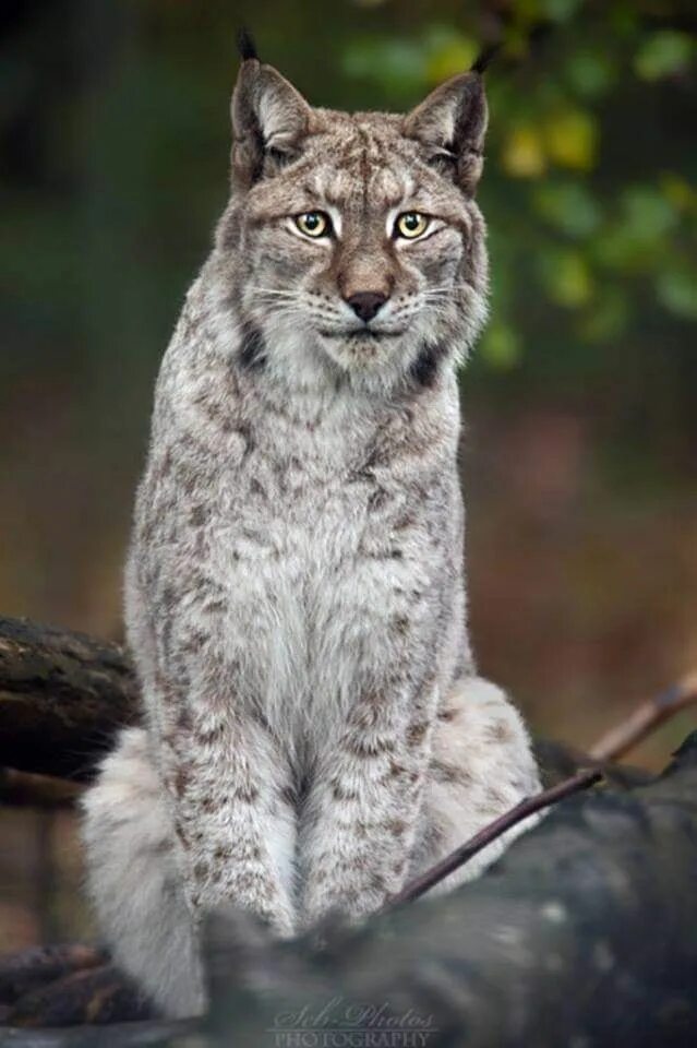 Рысь сова. Чудная Рысь. Рысь и Сова. Lynx and Owl.