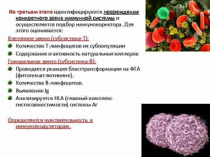 Т клеточный иммунодефицит. Дефекты клеточного звена иммунитета. Т звено иммунной системы. Дефекты т-клеточного звена. Мишени клеточного звена иммунитета.