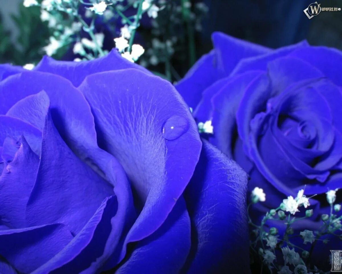 Красивые цвет из синих цветов. Синие розы и сапфиры.