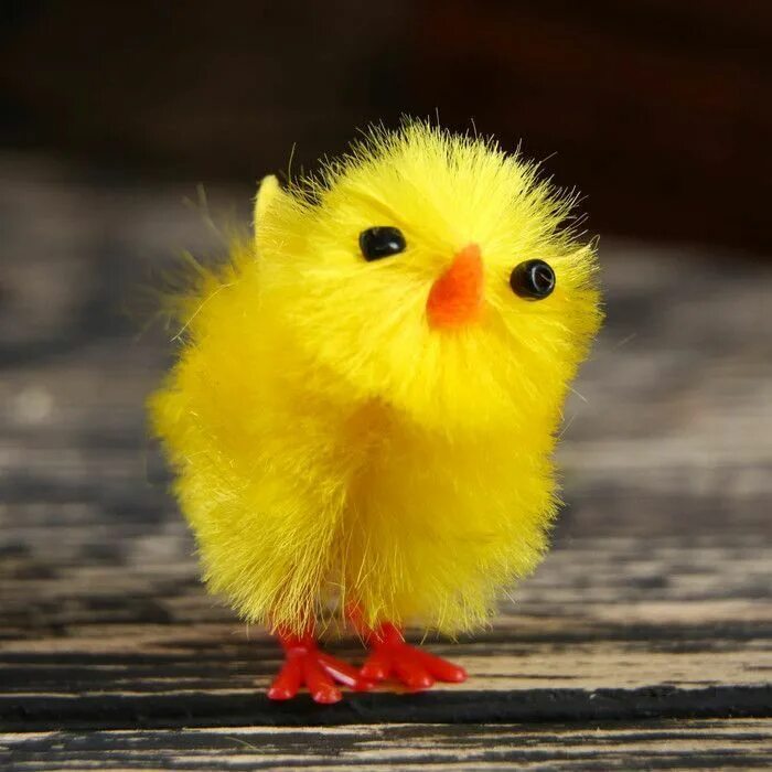 Крашеные цыплята. Цыпленок желтенький. Птенец желтый. Пасхальный цыпленок.