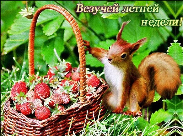 Хорошего понедельника лето картинки. Удачной недели природа. доброе утро летнее удачной недели. удачной недели лето. гиф доброго летнего понедельника.