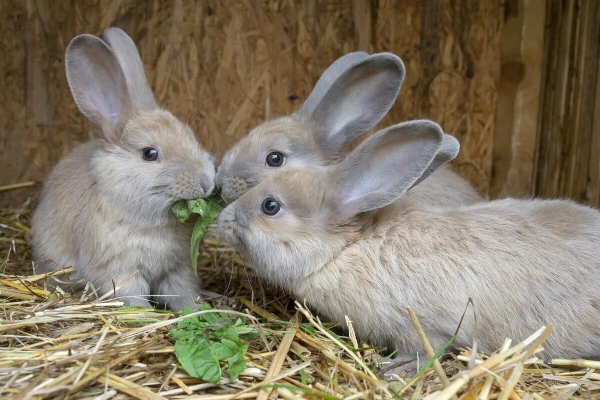 Six rabbits