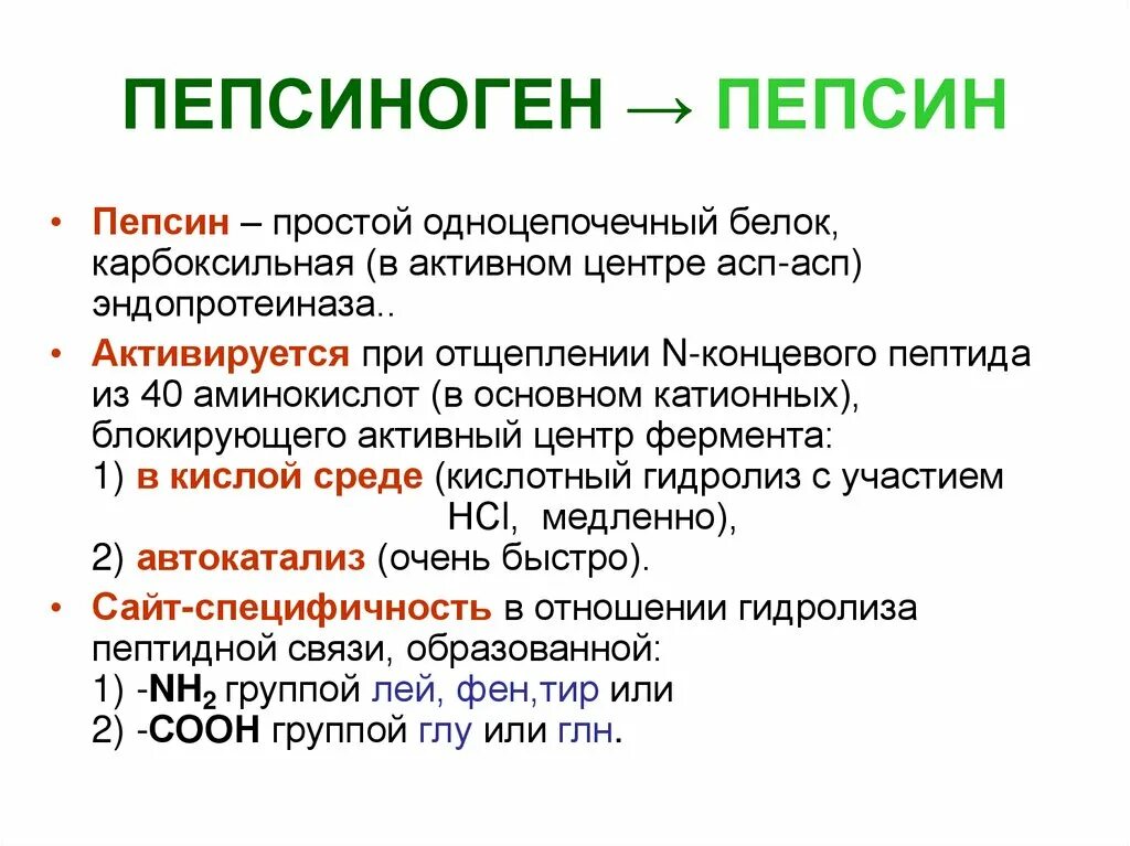 Вырабатывает фермент пепсин. Пепсин. Пепсиноген в пепсин. Пепсин образуется в. Пепсин гидролизует пептидные связи образованные.