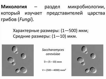 Микология систематика