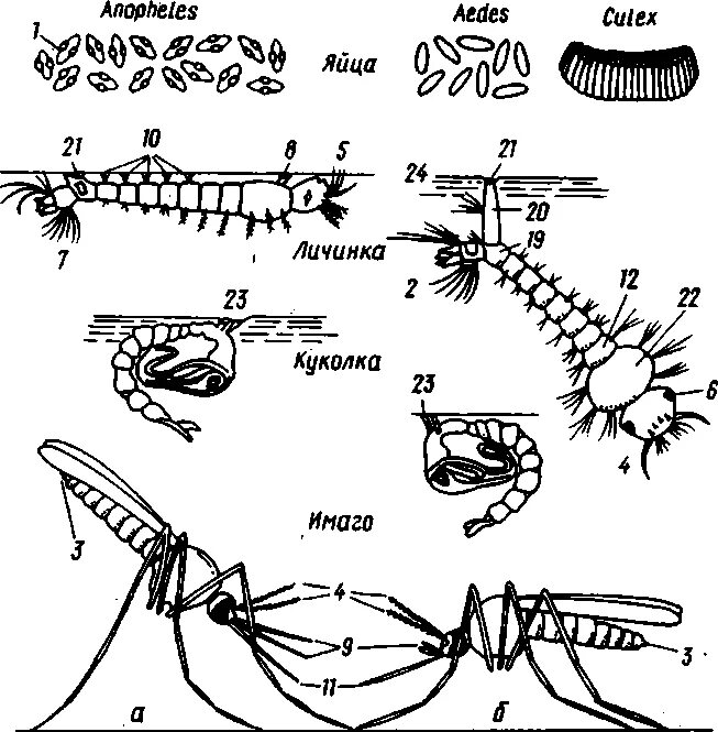 Цикл развития комара обыкновенного. Развитие личинки комара. Развитие личинки комара. Личинки комаров стадии развития. Стадии развития комара пискуна.