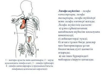 Көліктегі фотосурет