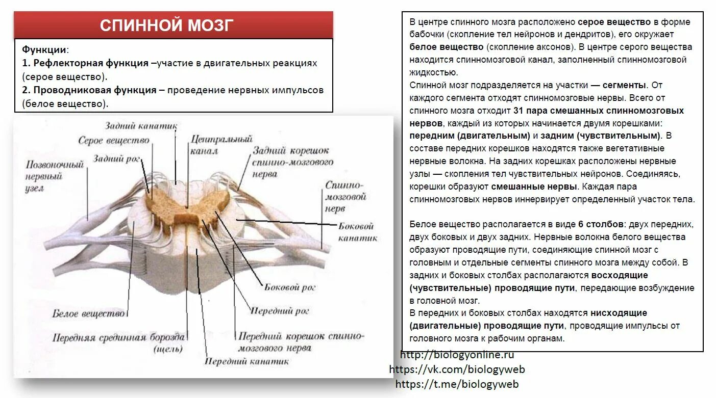 Защита спинного мозга обеспечение подвижности головы опора. Сегменты спинного мозга рефлекторная функция. Сегменты спинного мозга рефлекторная функция таблица. Строение сегмента спинного мозга. Сегменты спинного мозга рефлекторная функция таблица и их функции.