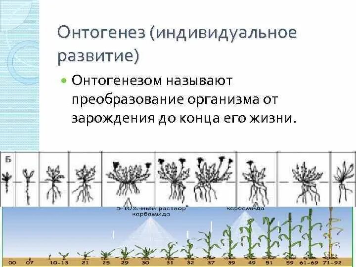 Последовательность событий онтогенеза. Онтогенез этапы развития растений. Этапы онтогенеза растений. Фазы онтогенеза растений. Онтогенез растений схема.