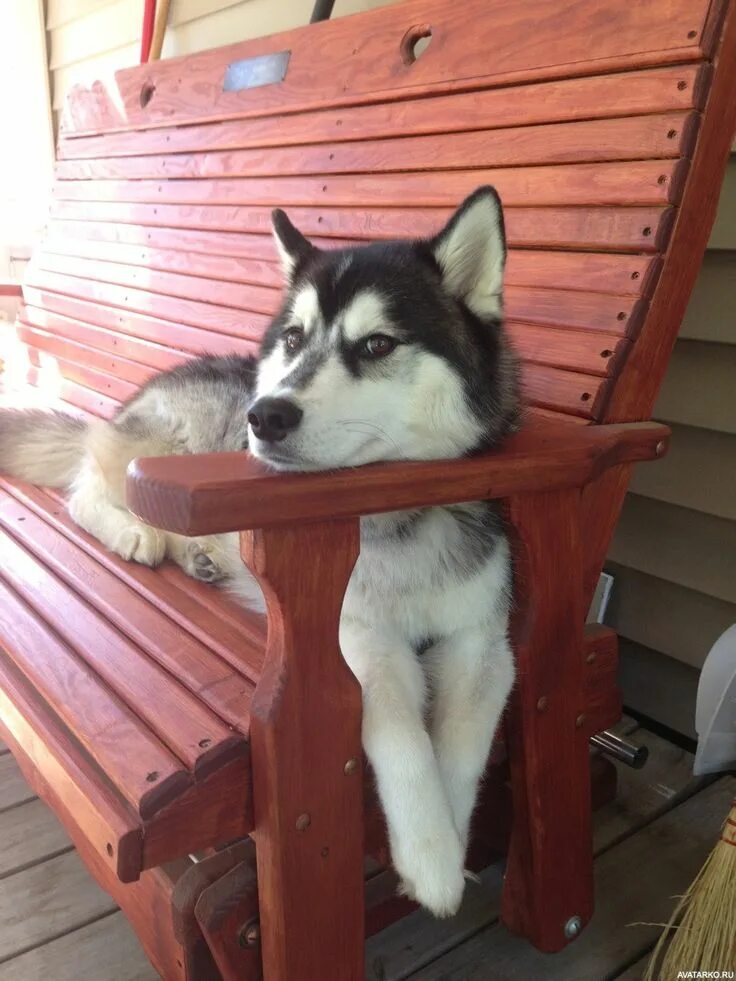 Собака хаски. Хаски жалуется. Хаски испугался. Хаски жалуется. Хаски суровый.