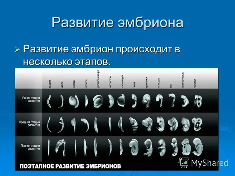внутриутробное развитие. как выглядит эмбрион в 3 недели. развитие плода происходит. развитие плода происходит. критические периоды эмбри.
