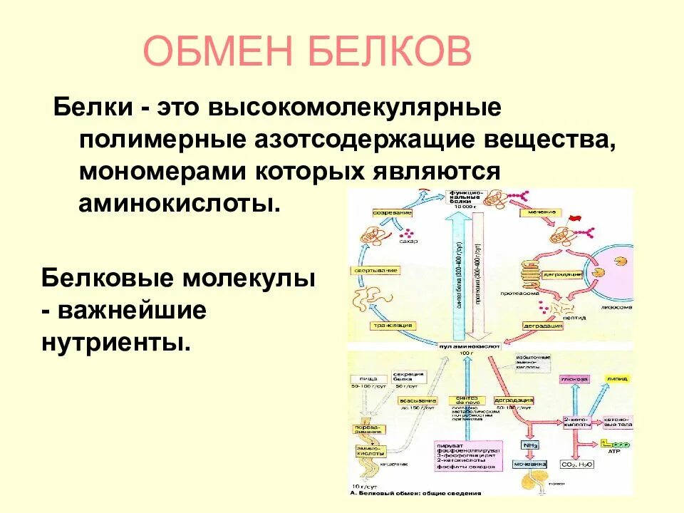 Органы участвующие в белковом обмене. Обмен белков в организме человека схема. Схема обмена веществ белков. Регуляция обмена веществ белков. Регуляция белкового обмена схема.