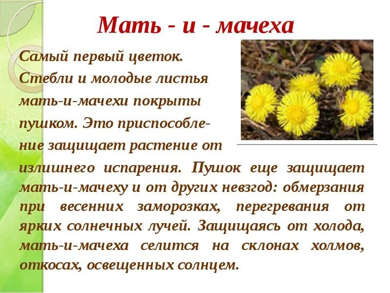 Методический материал для проведения экологической акции "Внимание, первоцвет"