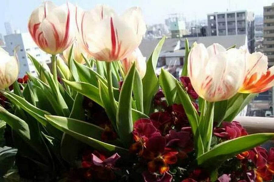 Тюльпаны на балконе. Тюльпаны Токио. Тюльпаны выращивают на балконе. Тюльпаны на балконе как вырастить.