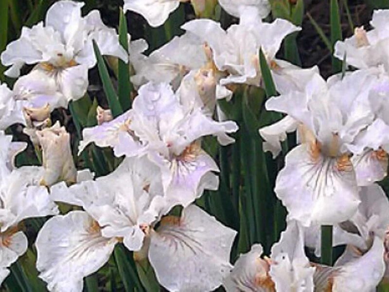 Ирис сибирский not quite white. Ирис сибирский пинк парфейт. Ирис нот куайт уайт. Quite white. Ирис сибирский not quite white.