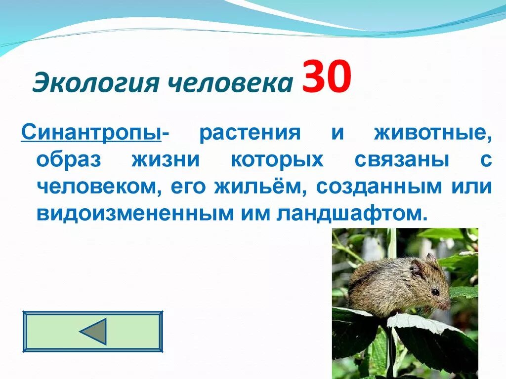 Каково значение синантропных животных в городской среде. Животные синантропы. Синантропные растения. Синантропные виды животных. Синантропный организм.