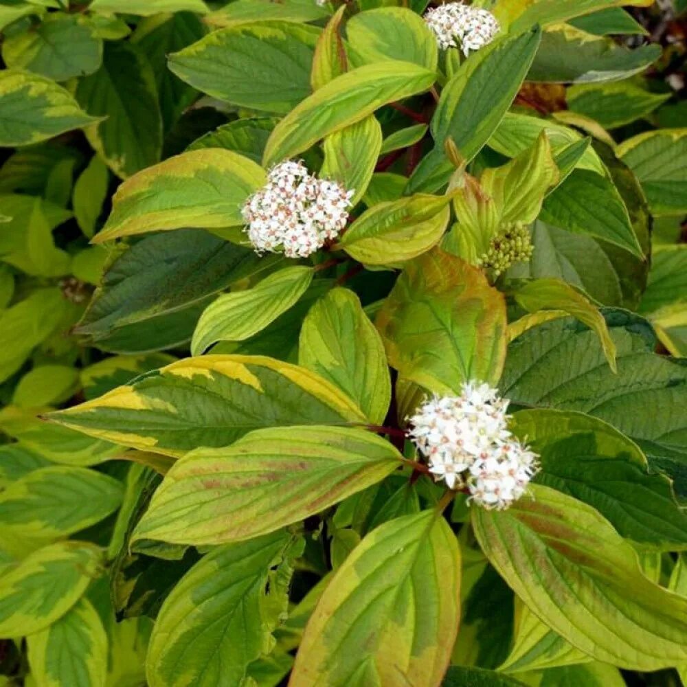 Дерен Гоучаулти. Дерен белый Аргентеомаргината. Дерен Cornus Alba sibirica. Дерен белый описание кустарника