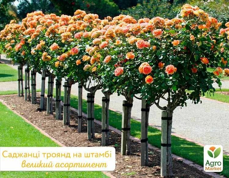 Как посадить розу на штамбе