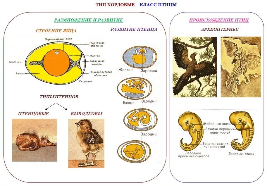 Типы развития животных биология 8 класс. Размножение и развитие птиц строение яйца. Строение яйца и развитие зародыша птицы. Стадии развития птиц схема. Размножение и развитие птиц схема.