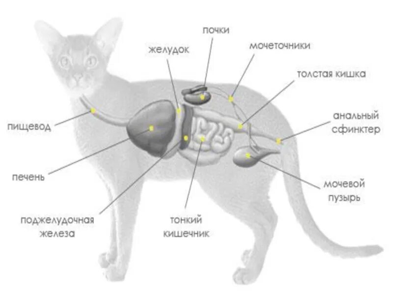 Мочеточники млекопитающих. Пищеварительная система кошки анатомия. Строение мочевой системы у кота. Схема строения выделительной системы млекопитающих. Мочеполовая система кота анатомия.