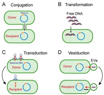 conjugation transformation - www.allneti.com.