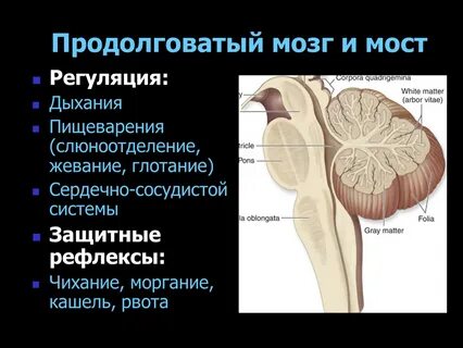 Центры управления сердечно сосудистой дыхательной