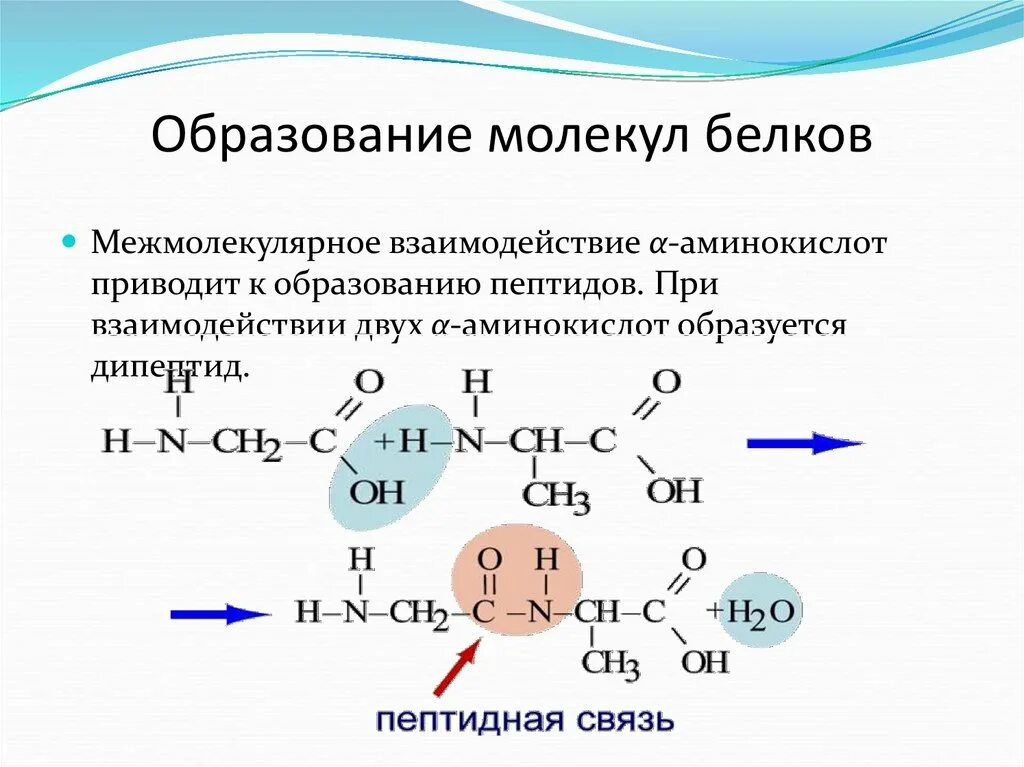 Образование молекул белков. Образование молекулы белка. Образование белковой молекулы. Аминокислоты и образование молекулы белка.